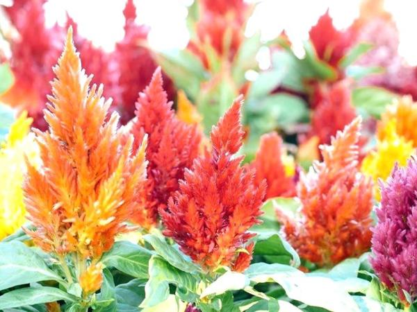 Moselle Smith Williams