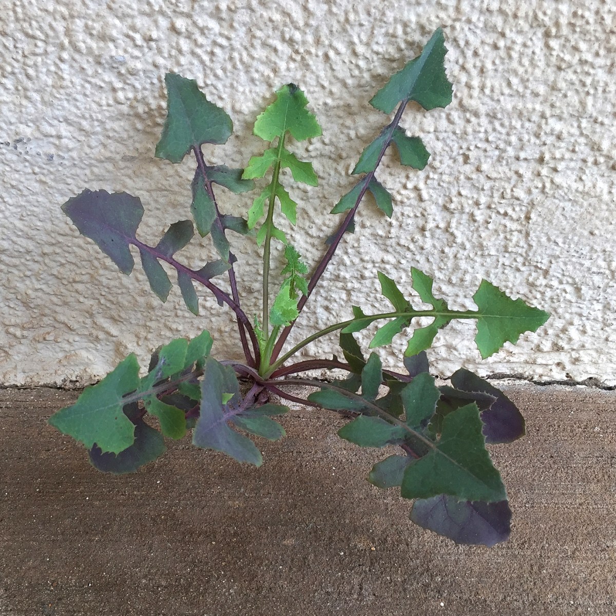 Life Finds a&nbsp;Way