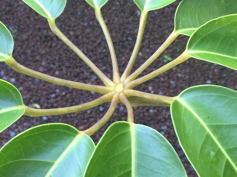 Namu Myōhō Renge&nbsp;Kyō