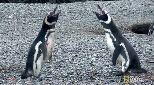 penguins-fight