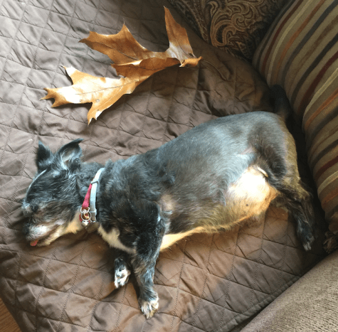 Screen Shot 2019-11-11 at 08.57.44