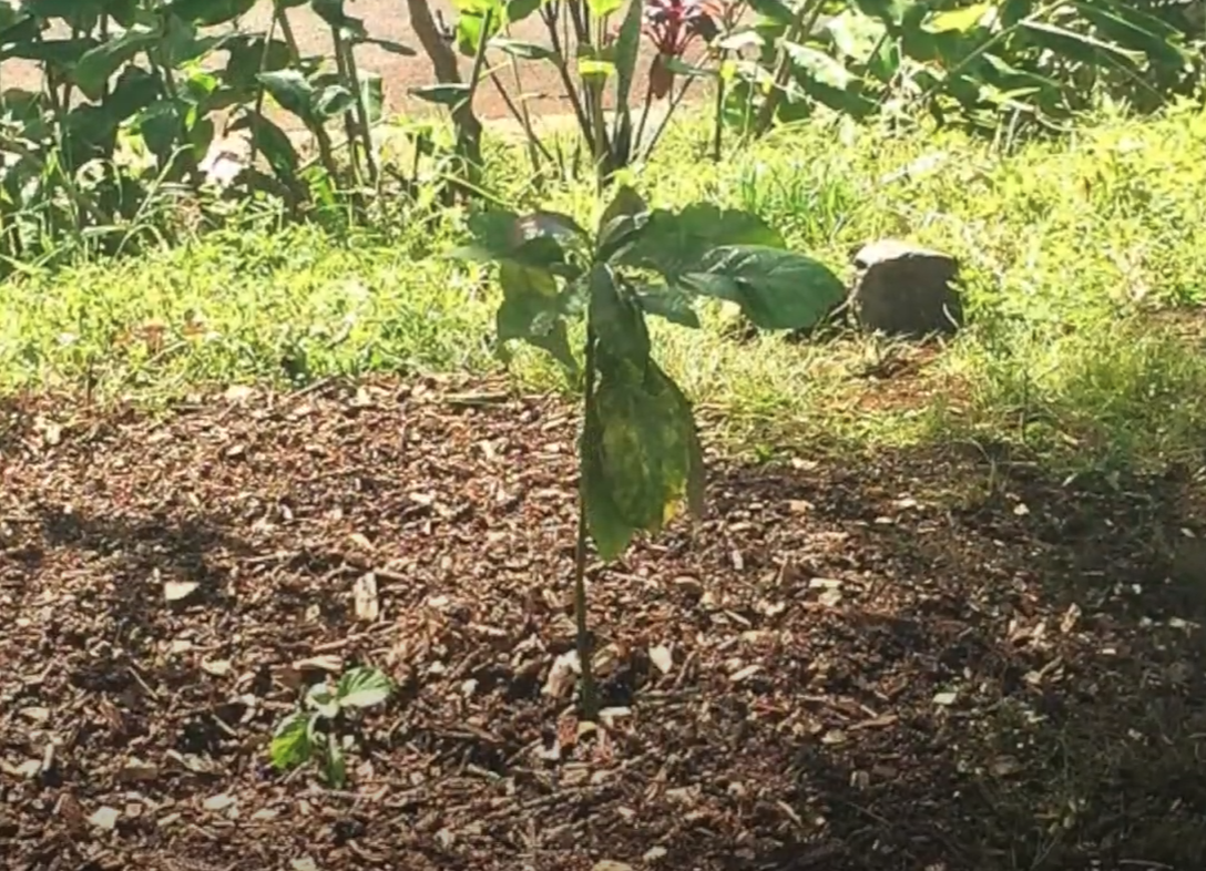 An Avocado Tree – In All Our Years